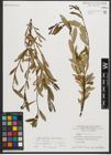 Foto von Salix triandra subsp. amygdalina (L.) Schübl. & G. Martens